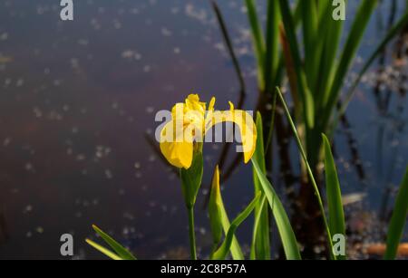 Sumpf-Schwertlilie Foto Stock