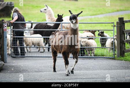 26 luglio 2020, Brecon Beacons, Galles. Un sorriso di alpaca per i campeggiatori alle Grotte di Dan-yr-Ogof in Galles mentre corre per incontrare il pubblico dopo l'attrazione, Che ha il più grande complesso di speleologia del suo genere nel Regno Unito ed è situato all'interno del Parco Nazionale di Brecon Beacons, riaperto questo fine settimana dopo mesi di chiusura a causa del blocco del coronavirus. Attrazioni simili in Inghilterra che sono state aperte per un mese, ha esortato il governo gallese a seguire l'esempio e ha lasciato Dan-yr-Ogof aprire le loro porte. Credit : Robert Melen/Alamy Live News. Foto Stock