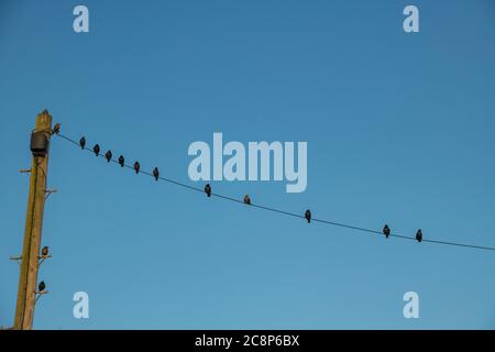 Gli Starlings siedono su una linea telefonica in estate in Inghilterra Foto Stock