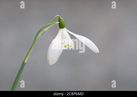 Snowdrop, Galanthus nivalis, fiore su sfondo grigio, Primavera, Febbraio, Norfolk Foto Stock