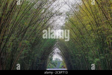 Vista panoramica del tunnel di bambù con luce naturale. Tunnel di bambù verde nella foresta pluviale tropicale a Nakhonnayok. Foto Stock