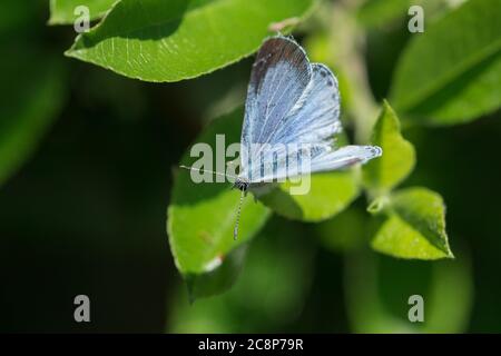 Maggio a Glastonbury e una femmina Holly Blue Butterfly (Celastrina argiolus) poggia su una foglia di Piracantha in un giardino. Foto Stock