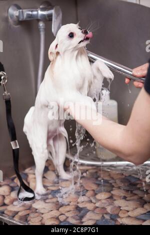 Colpo verticale di un adorabile pomeranian bianco che viene lavato da un groomer irriconoscibile Foto Stock