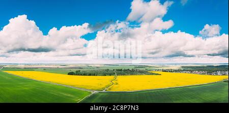 Veduta aerea del paesaggio agricolo con fioritura colza in fiore, semi oleosi in campo prato in stagione primaverile. Fiore dei fiori gialli di Canola Foto Stock