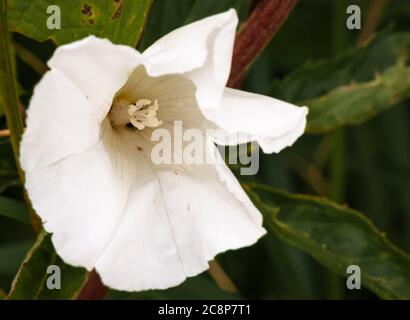 Un'immagine da vicino estiva di Hedge Bindweed, Calystegia sepium, conosciuto anche come Bugle Vine, nella Riserva Naturale di Staveley, Yorkshire, Inghilterra. 24 luglio 2020 Foto Stock