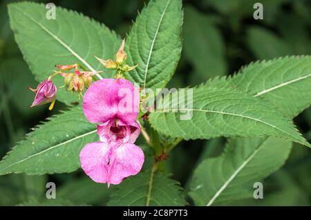 Un'immagine da vicino estiva di Himalyan Balsam, Impatiens glandulifera, presso la riserva naturale di Staveley, Yorkshire, Inghilterra. 24 luglio 2020 Foto Stock