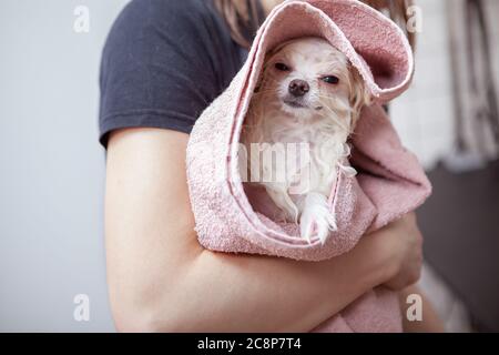 Primo piano di un simpatico cane bianco che si rilassa avvolto in un asciugamano dopo il bagno al salone di cura Foto Stock