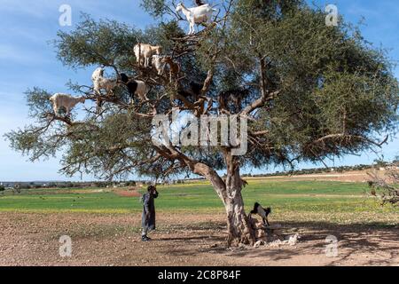 Capre che riposano nell'albero di Argan (Argania spinosa) in Marocco Foto Stock
