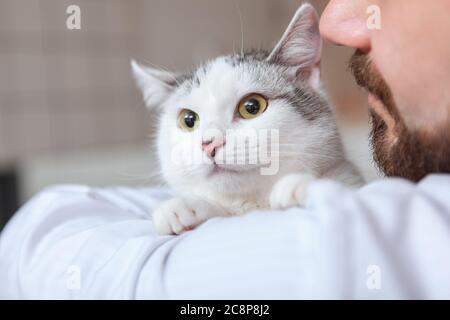 Primo piano corto di un gatto carino che riposa nelle braccia di un veterinario maschile bearded Foto Stock