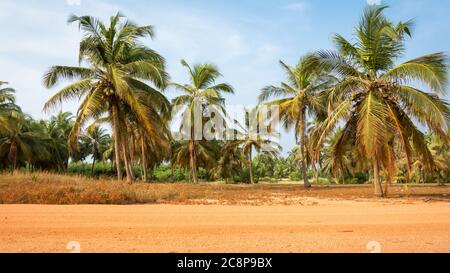 I bei colori e le palme della strada di pesca nel sud Bénin, Africa occidentale Foto Stock