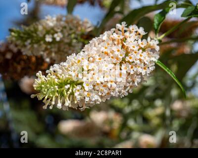Fiori lilla bianchi estivi di un albero Buddleja davidii Foto Stock