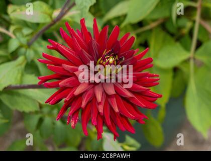 Dahlia 'Chat Noir " Foto Stock