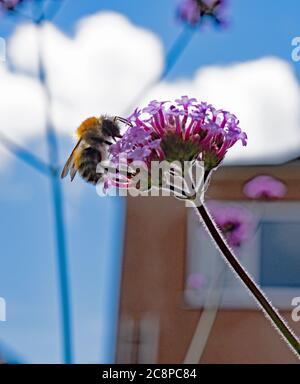 Ape di miele sulla Verbena bonariensis Foto Stock