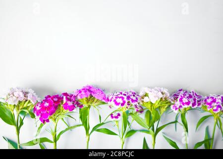 fiori dianthus barbatus garofano turco in fila con spazio di copia per il testo. Foto Stock