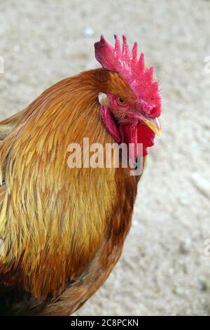 primo piano della testa del gallo con cresta Foto Stock