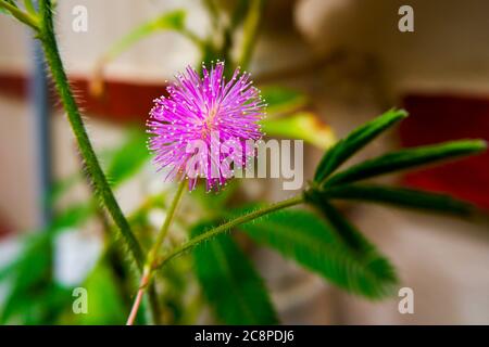 Un primo piano di Mimosa pudica (non toccarmi) fiore pianta Foto Stock