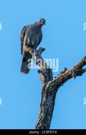 Eurasian Collared-Dove (Streptopelia decaocto) Foto Stock