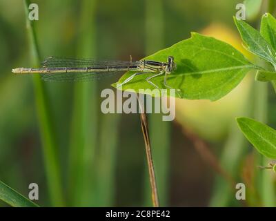 Libellula a gamba blu, pennipi platicnemis su una foglia verde Foto Stock