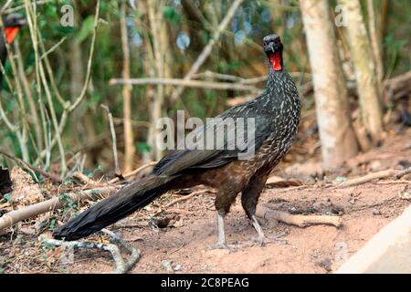 Il guan di tubing dal fronte nero, Penelope jacutinga, uccello singolo sul tuo habitat in Brasile Foto Stock