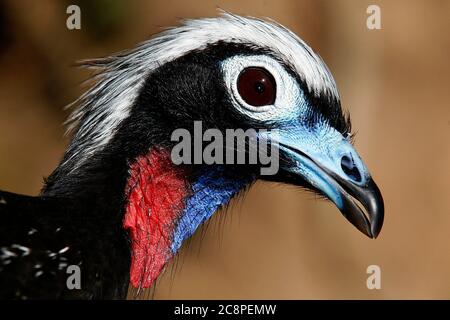 Primo piano di guan di piping-guan dal fronte nero, Penelope jacutinga, uccello singolo sul tuo habitat in Brasile Foto Stock