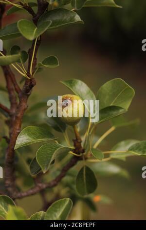 Una pera che cresce su un albero Foto Stock