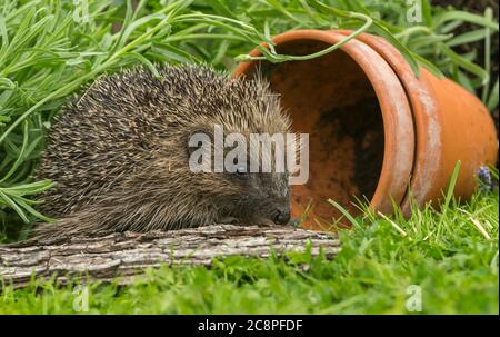 Riccio, (nome scientifico o latino: Erinaceus Europaeus) rivolto a destra e foraggio in habitat naturale con vasi di piante di terracotta. Orizzontale Foto Stock