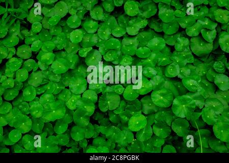 Un piccolo cuscinetto di giglio come una pianta con foglie a forma di cuore verde brillante, producendo piccoli fiori bianchi perlacei. Utilizzare questa immagine di sfondo verde. Foto Stock