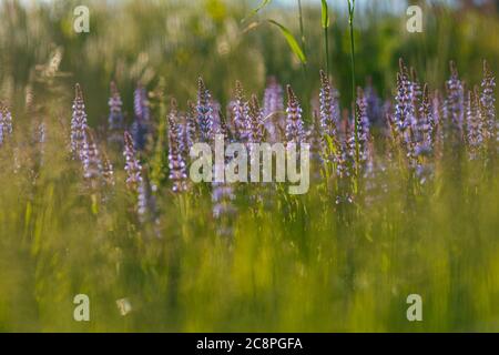 Cespugli di lavanda blu illuminati dal sole estivo serale nel Parco Zaryadye a Mosca. Macro di messa a fuoco selettiva con DOF poco profondo Foto Stock