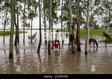 Un agricoltore che fornisce alimenti per i suoi cavalli in un villaggio alluvione trodden Foto Stock