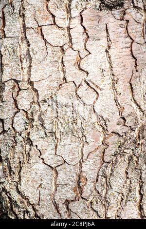 Corteccia di ontano europeo o nero (Alnus glutinosa) Foto Stock