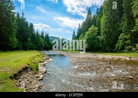 fiume di montagna tra la foresta in valle. paesaggio estivo soleggiato. erba verde e rocce sulla riva. nuvole bianche sul cielo blu Foto Stock