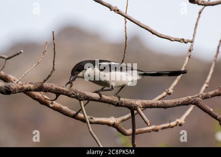 Gamberetto fiscale o fiscale del sud (Lanius collaris) seduto in un albero che mangia un verme Foto Stock