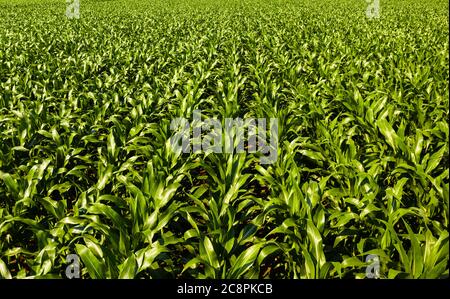 Foto aerea a bassa quota di filari di piante di mais in Austria Foto Stock