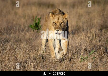 Una leonessa, Panthera leo, cammina verso la fotocamera, guardando fuori dal telaio, l'erba marrone secca Foto Stock