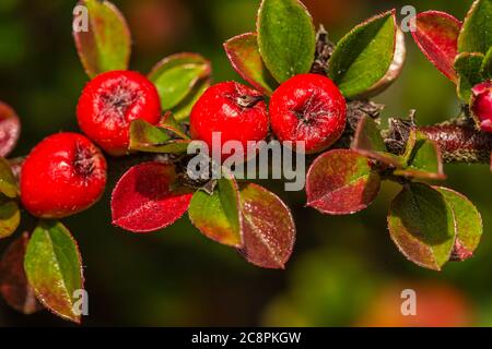 Cotoneaster horizontalis bacche su una parete della casa. Foto Stock