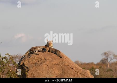 Una madre leopardo, Panthera pardus, giace su un masso con il suo cucciolo. Foto Stock