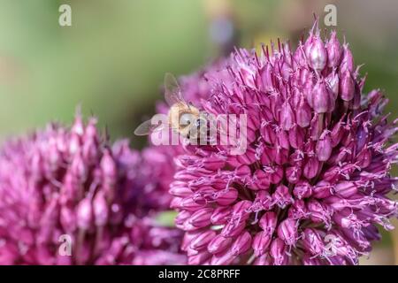 Vista a livello dell'occhio, dal davanti, di un nettare di raccolta di api da un fiore viola di Allium sfaerocephalon, con sfondo verde sfocato. Foto Stock