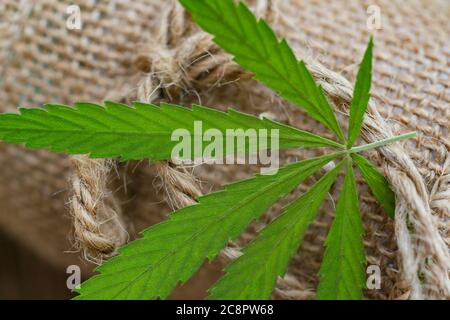 Filo di canapa, foglie di marijuana medica su sfondo di legno. Uso della cannabis nella produzione e nell'industria dei tessuti Foto Stock