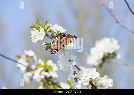 Primavera, cielo blu, farfalla, su fiori di mela bianchi Foto Stock