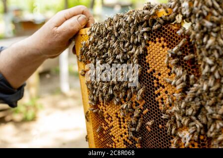 L'apicoltore si prende cura dei nidi d'ape. Apiarist mostra un nido d'ape vuoto. L'apicoltore si occupa delle api e dei nidi d'ape. Nidi d'ape vuoti Foto Stock