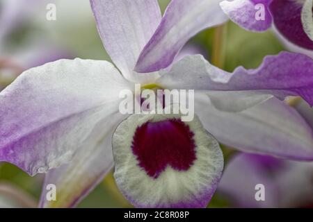 Coelogyne cristata è un'orchidea epifitica che proviene da zone fresche e umide dell'Himalaya orientale e del Vietnam. Foto Stock