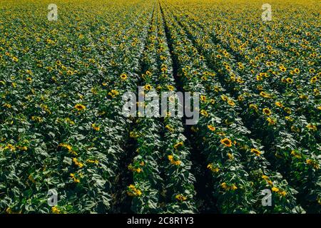 Campo di girasole, vista aerea dall'alto dal drone, primo piano. File di girasoli in fiore. Foto Stock