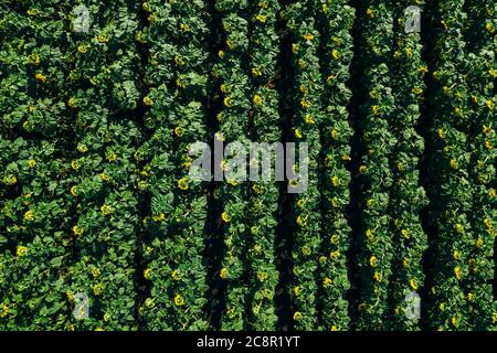 Campo di girasole, vista aerea dall'alto dal drone, primo piano. File di girasoli in fiore. Foto Stock