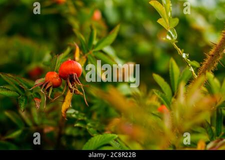 Rosa rugosa, rosa rugosa, maturazione, frutti sferici su cespugli verdi Foto Stock