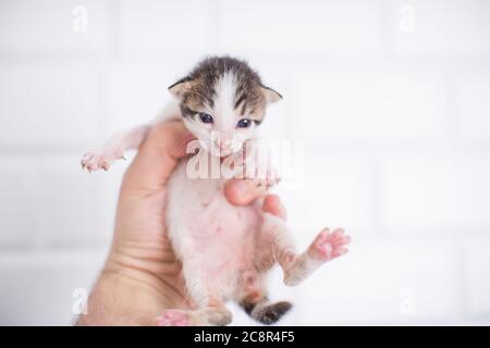 cuccioli di 2 settimane in mano su un fondo bianco isolato Foto Stock