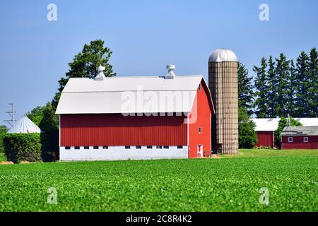 South Elgin, Illinois, Stati Uniti. Un fienile rosso luminoso moderno oltre un campo di soia maturante in un pomeriggio estivo ugualmente luminoso. Foto Stock