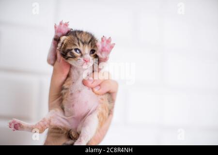 cuccioli di 2 settimane in mano su un fondo bianco isolato Foto Stock