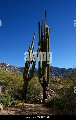 Il declino, malsano cactus di saguaro crescono ai piedi della Santa Catalina, montagne, deserto di sonora, Catalina, Arizona, Stati Uniti. Foto Stock