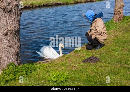 Fotografo che cerca di fotografare Mute Swan a Zaanse Schans in Nord Olanda, Paesi Bassi. Foto Stock