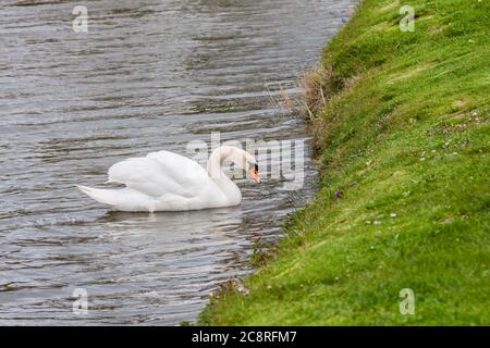 Mute Swan, Cygnus olor, nel villaggio di Marken in Nord Olanda, Paesi Bassi. Foto Stock